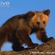 Illustration for article titled Thursidae - Ursus arctos Edition